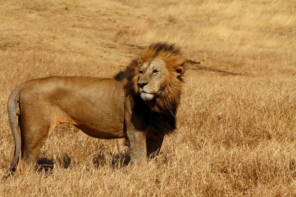 León de pie contra el viento —  Fotos de Stock