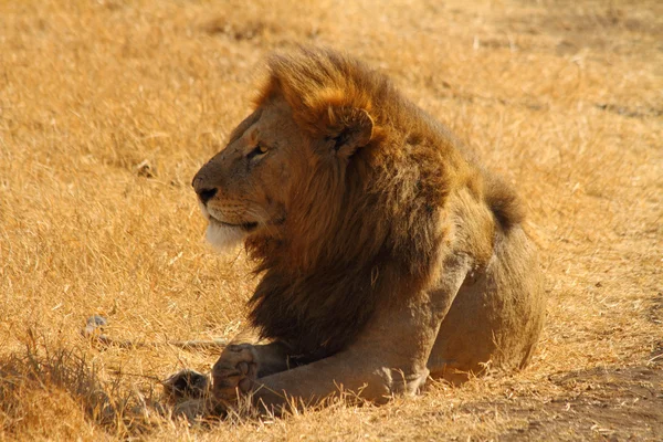 León majestuoso — Foto de Stock