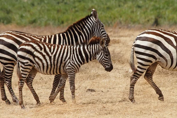 Puledro zebra a piedi con mandria — Foto Stock