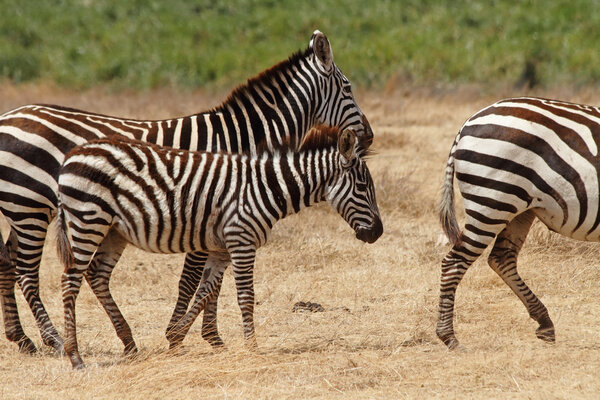 A zebra foal walking along with its herd for protection