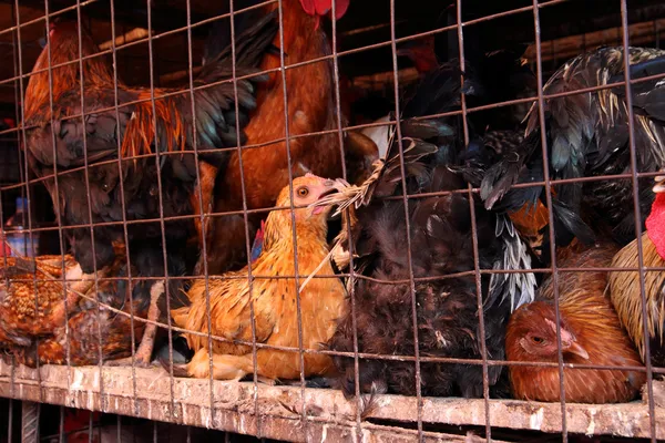 Pollos enjaulados sucios en África Imágenes de stock libres de derechos