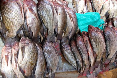 taze tilapia balık pazarında