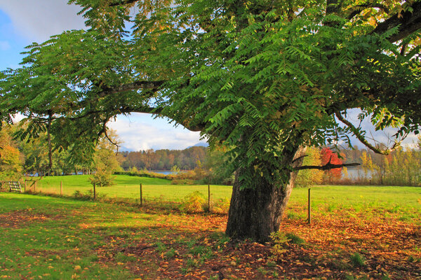 Oak Tree Along River and Pasture in Fall