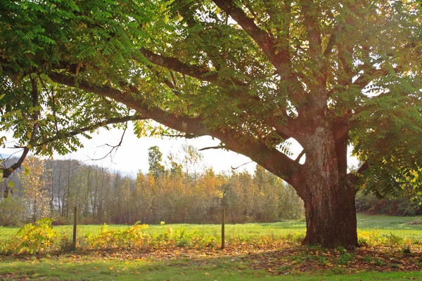 Güneş ışınları sonbahar başında meşe ağacı