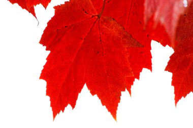 Kırmızı portre bırakır ve izole