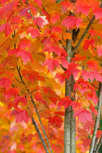 Acero in autunno Primo piano — Foto Stock