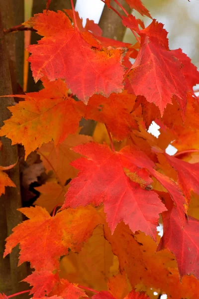 Foglie d'acero rosso Primo piano — Foto Stock