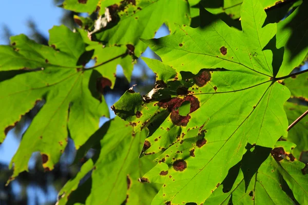 Rdza kolorowe dziury w liściach — Zdjęcie stockowe