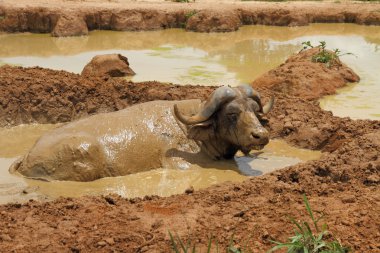 ukala cape buffalo
