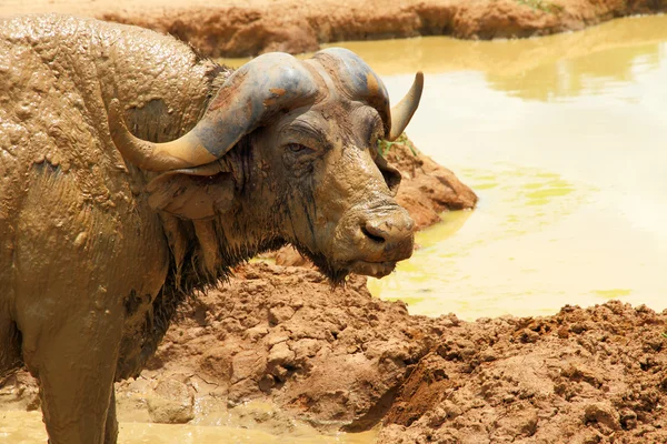Cape Buffalo Camera Stare