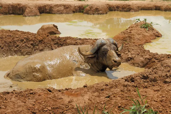 Zwelgen Kaapse buffels — Stockfoto