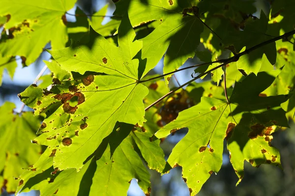 Sonbahar başlangıcı