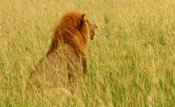 Hombre León Mirando — Foto de Stock