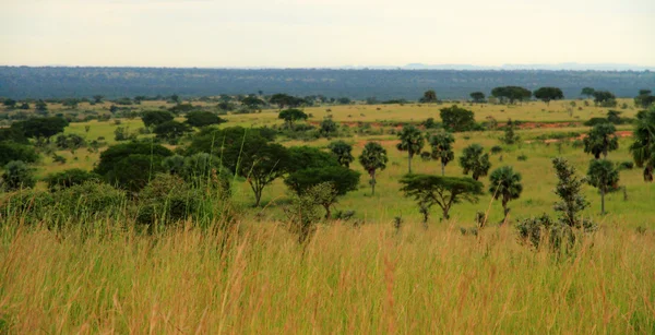 Vintage Afrika peyzaj