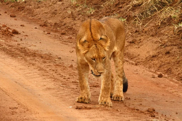 Juvenille 在一条土路上的狮子 — 图库照片