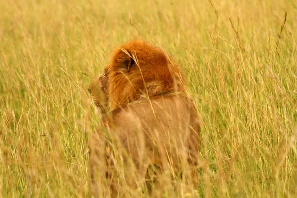 Leão macho olha para a grama longa — Fotografia de Stock
