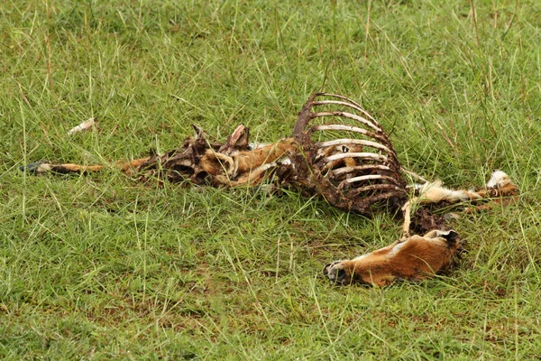 死亡和腐烂的瞪羚尸体 — 图库照片