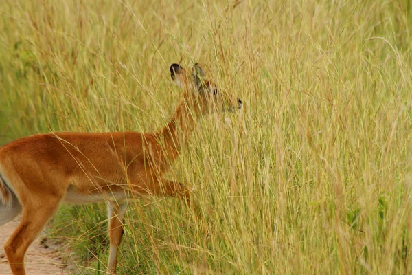 Female Kob steps into the Grassland — Stock Photo, Image