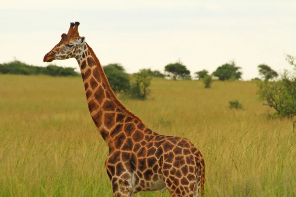 Masculino girafa contra verde savana — Fotografia de Stock