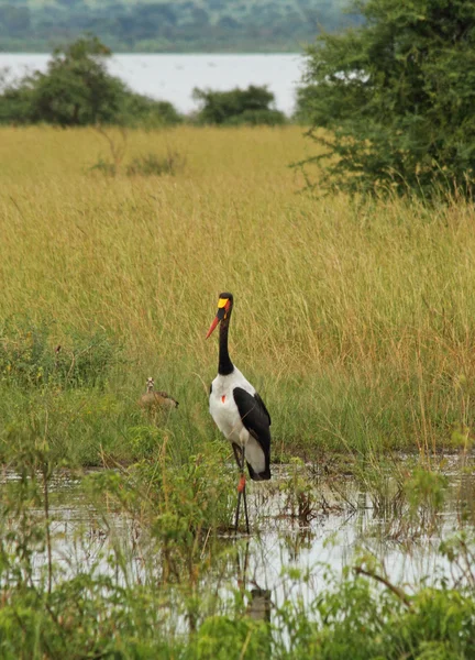 Cigogne à bec en selle dans le marais ougandais — Photo