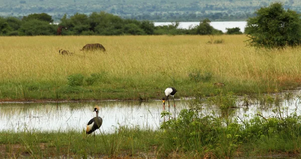 Ugandische Safari-Tiere in ihrem Lebensraum — Stockfoto