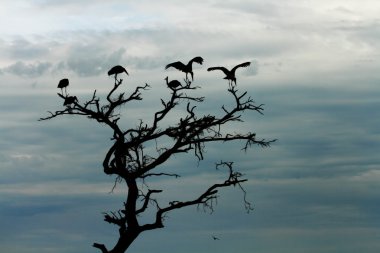 Storks Silhouette in Dead Tree clipart