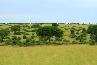 Mavi gökyüzü ile Ugandalı savannah ağaçta