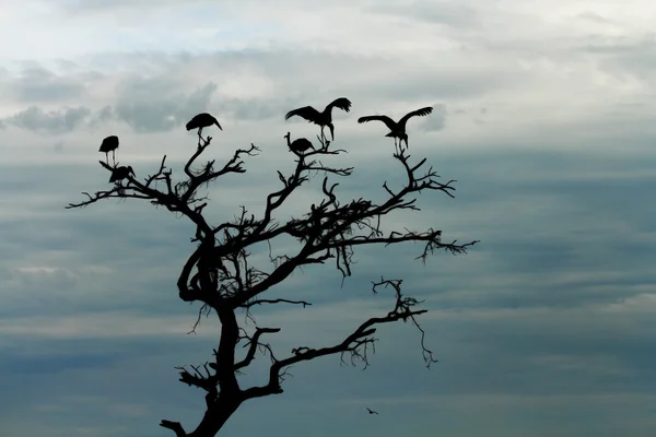 Silueta de cigüeñas en árbol muerto —  Fotos de Stock