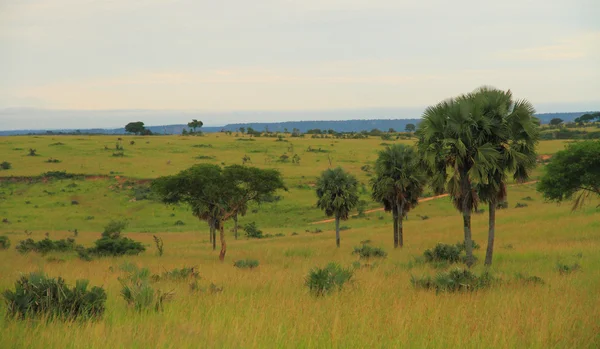 Paisaje rural ugandés — Foto de Stock