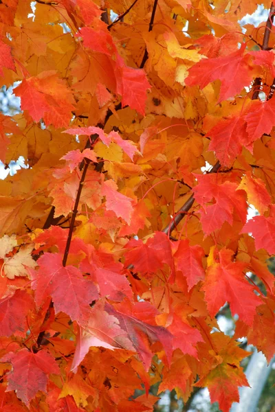 Höstens färger — Stockfoto