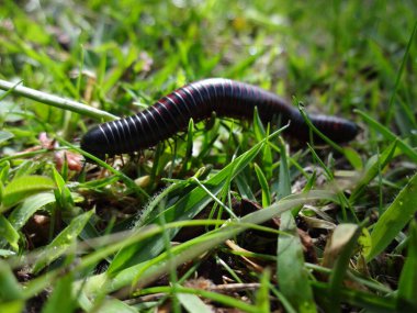 Toprak yoldan geçen dev Amerikan kırkayağı Narceus amerikan 'ın makrosunu kapatın. Kuzey Amerika 'nın doğusuna özgü bir eklembacaklı. Kırmızı segmentli gri bir böcek gibidir.