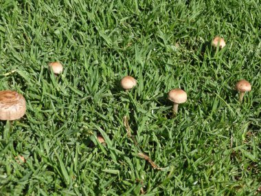 Güzel orman mantarları dolabı. Mantar topluyorum. Mantar fotoğrafı, orman fotoğrafı, orman geçmişi.