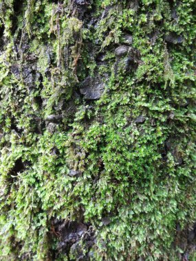 Yerde güzel yeşil yosunlar, yosunlar yakın, makro. Duvar kağıdı için güzel yosun arkaplanı