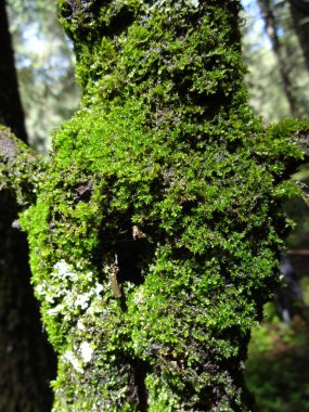 Yerde güzel yeşil yosunlar, yosunlar yakın, makro. Duvar kağıdı için güzel yosun arkaplanı