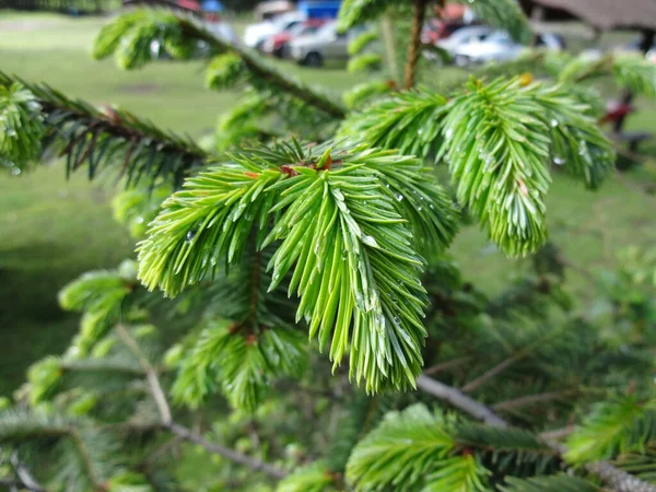 Prudent Branch Beautiful Spruce Branch Needles Christmas Tree Nature Green — Photo