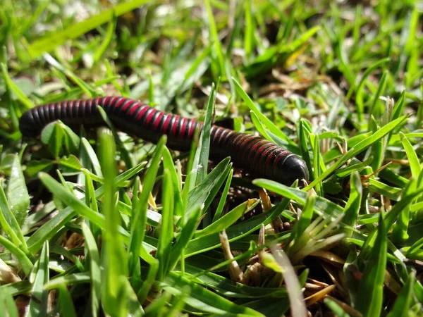 Close Macro Giant American Millipede Narceus Americanus Crossing Dirt Road — Stock Photo, Image