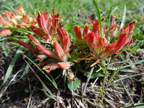 Indian Paintbrush Big Horn Mountains — 스톡 사진