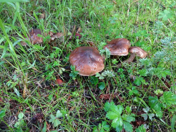 Beautiful Cabinet Forest Mushrooms Gathering Mushrooms Mushroom Photo Forest Photo — Photo