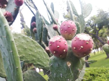 Yeşil meyveli kalın armut kaktüsü. Yeşil Opuntia Kaktüsü, düz mendil Mexico City 'den ayrılıyor..