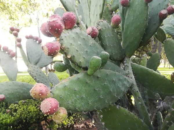 Tjocka Päronkaktus Med Gröna Frukter Grön Opuntia Kaktus Flat Torka — Stockfoto