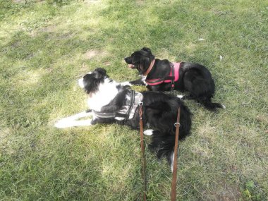 Güneşli bir bölgede çimlerin üzerinde çoban köpeği var. Parkta yürü.