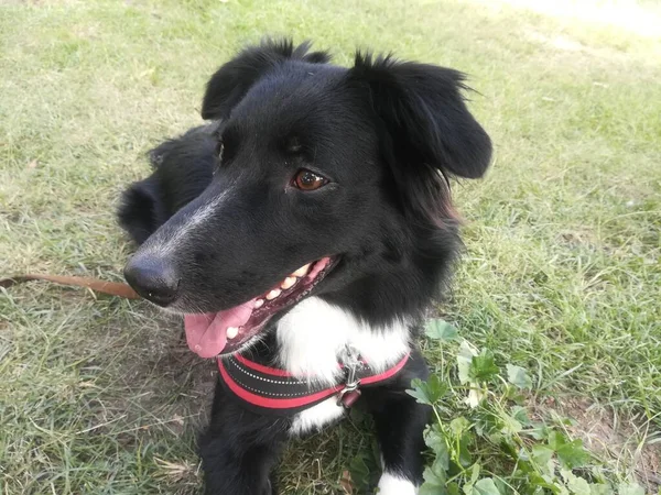 Border Collie Hond Het Gras Een Zonnige Omgeving Wandelen Het — Stockfoto