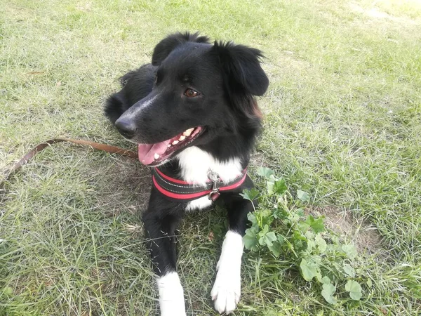 Border Collie Hund Auf Dem Gras Einer Sonnigen Gegend Spaziergang — Stockfoto