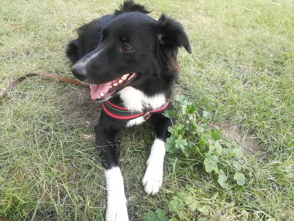 Border Collie Hond Het Gras Een Zonnige Omgeving Wandelen Het — Stockfoto