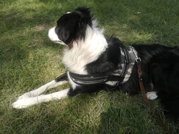 Прикордонна Колі Собака Траві Сонячній Ділянці Прогулянка Парку — стокове фото
