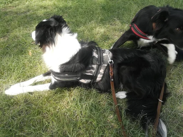 Border Collie Hond Het Gras Een Zonnige Omgeving Wandelen Het — Stockfoto