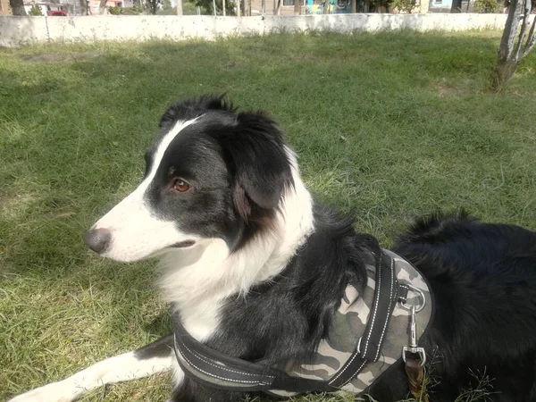 Przygraniczny Pies Collie Trawie Słonecznej Okolicy Spacer Parku — Zdjęcie stockowe