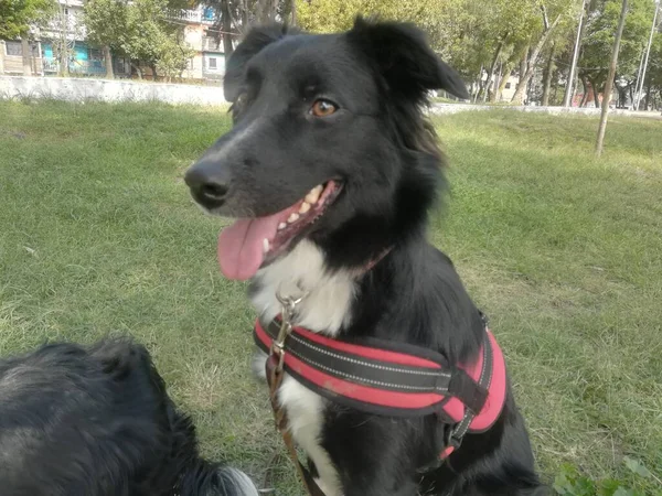 Border Collie Hund Auf Dem Gras Einer Sonnigen Gegend Spaziergang — Stockfoto