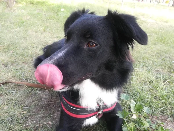 Border Collie Hond Het Gras Een Zonnige Omgeving Wandelen Het — Stockfoto