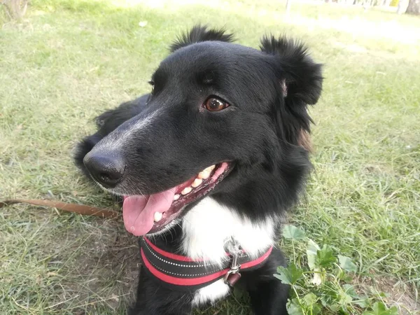 Border Collie Hund Auf Dem Gras Einer Sonnigen Gegend Spaziergang — Stockfoto